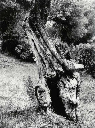 Olivenbaum