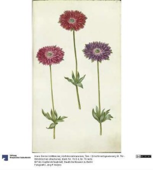 Horti Anckelmanniani, Tom. I [II nicht nachgewiesen], Bl. 76r - Windröschen (Anemone)