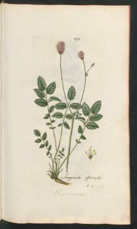 293. Sangvisorba officinalis
