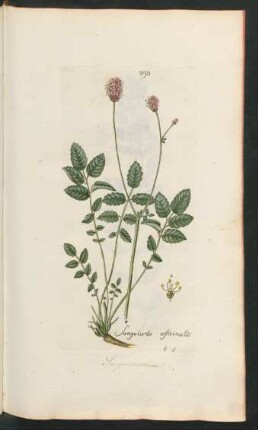 293. Sangvisorba officinalis