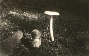 Pilzkunde. Scheidenstreifling (Amanitopsis vaginata)