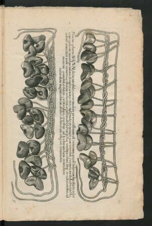 Fructus arboris Ahovai