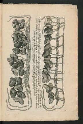 Fructus arboris Ahovai