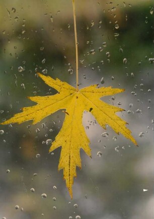 Blatt auf einer Scheibe mit Wassertropfen