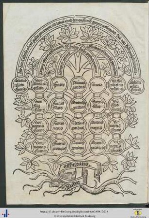 Arbor affinitatis.