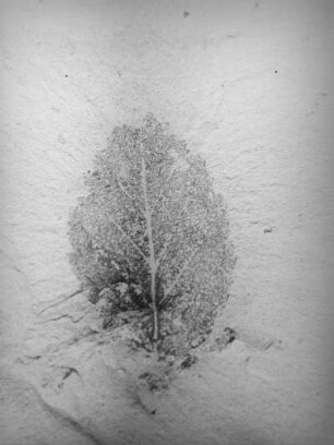 Birke (Betula sp.). Blattabdruck in oberoligozänen Diatomeenschiefer, bei Seifhennersdorf (Kreis Zittau)