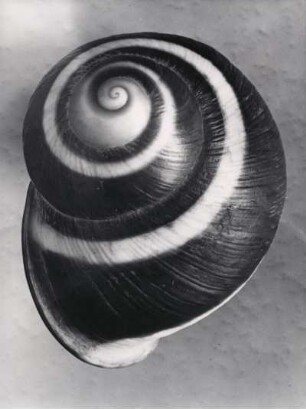 Acavus haemastoma, Landschnecke, Ceylon (Sri Lanka)