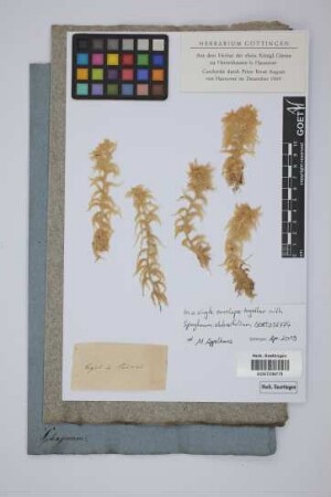 Sphagnum obtusifolium Ehrh.