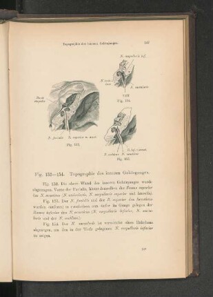 Fig. 152-154. Topographie des inneren Gehörganges.