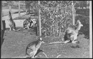 Portland, Oregon. Kangaroos in City Park