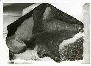 Plagiosaurus pulcherrimus