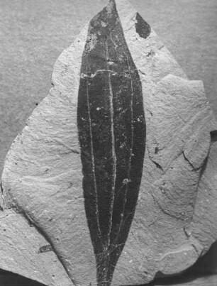 Zimtbaum (Cinnamomum lanceolatum). Blattabdruck im oberoligozänen Diatomeenschiefer, bei Seifhennersdorf (Kreis Zittau)
