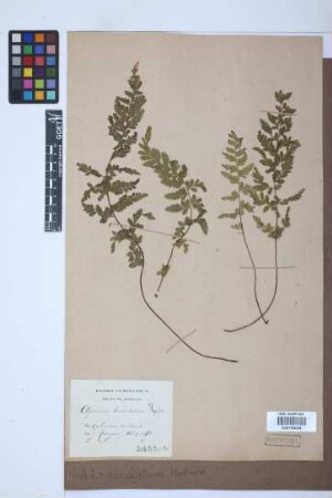 Asplenium lanceolatum Huds.