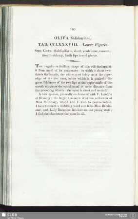 Oliva Salisburiana. Tab. CCLXXXVIII. — Lower Figures