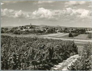 Biengen an einem Sommertag