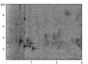 Rotohrbülbül | Pycnonotus jocosus - Gesang