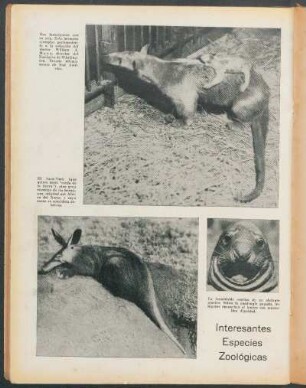 Interesantes especies zoológicas