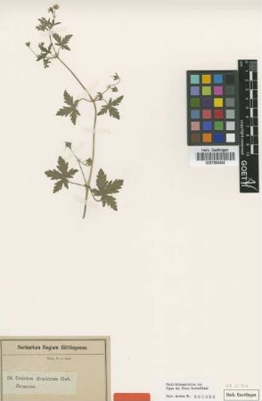 Geranium divaricatum Ehrh. [type]