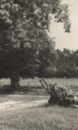Landschaft bei Rauden : Krajina wokoło Rudeje