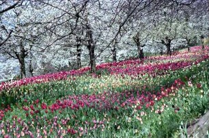 Mainau, Insel Mainau: Tulpenblüte und blühende Kirschbäume