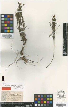 Brachyris mandonii Sch.Bip. [isotype]