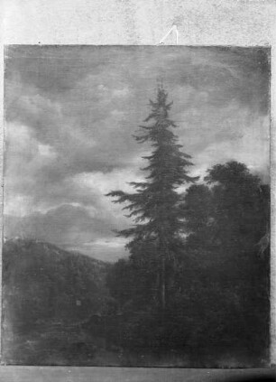 Waldlandschaft