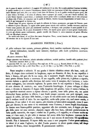 Agaricus Foetens (Fries)