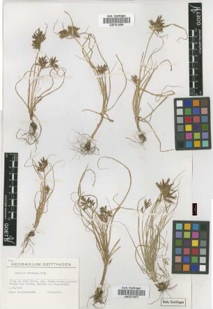 Cyperus bulbosus Vahl