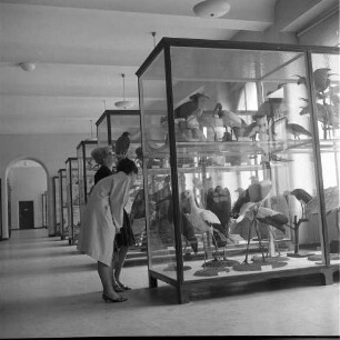 Frankfurt (Main), Senckenberganlage 25. Senckenberg-Museum. Ausstellungsraum (Teilansicht). Besucher beim Betrachten einer Vitrine mit Vogelpräparaten