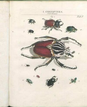 I. Coleoptera.
