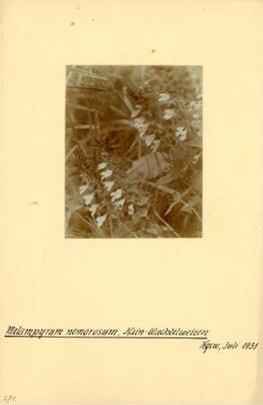 Hain-Wachtelweizen : Königswartha, Hain-Wachtelweizen (Melampyrum nemorosum) in Blüte