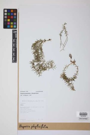 Phlegmariurus phylicifolius (Desv. ex Poir.) B. &Oslash;llg.