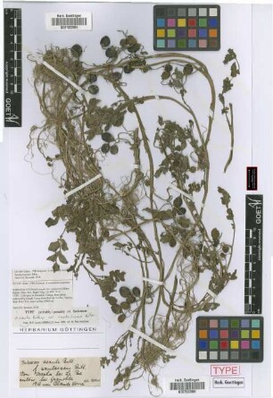 Solanum acaule Bitt. f. caulescens Bitt.