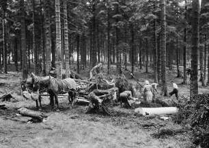 Thüringen. Thüringer Wald. Aufladen von Reißig auf ein Pferdefuhrwerk