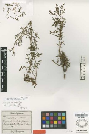 Senecio sectilis Griseb. var. radiatus Griseb.[type]