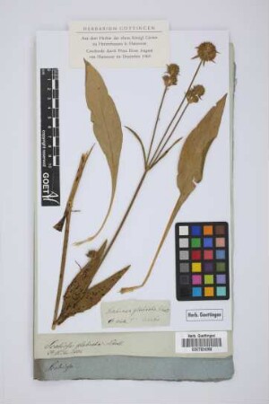 Scabiosa glabrata Schott