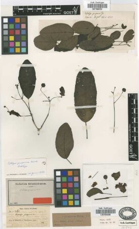 Catalpa purpurea Griseb. [lectotype]