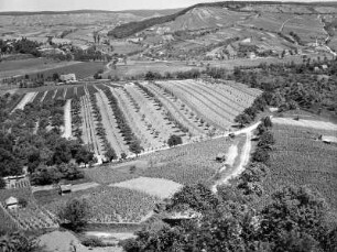 Weinsberg. Weinberge unterhalb der Burgruine Weibertreu