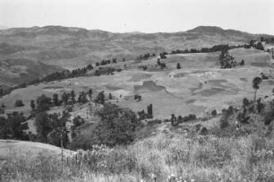 Graslandschaft : Blick auf eine Graslandschaft mit Baumgruppen in der Gerstenanbauzone auf circa 2400m Höhe.