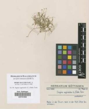Sagina saginoides (L.) Dalla Torre
