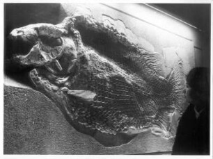 Frankfurt (Main), Senckenberganlage 25. Forschungsinstitut und Naturmuseum Senckenberg. Versteinerter Fisch