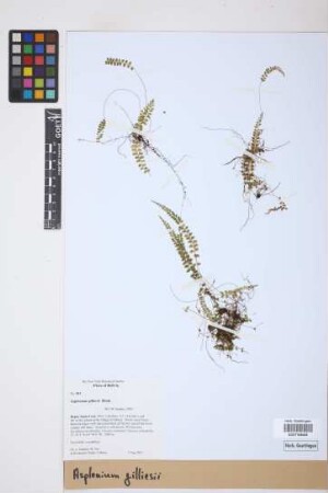 Asplenium gilliesii Hook.