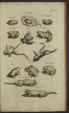 Liber IV. De Quadrupedibus Digitatis Oviparis.