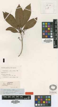 Conomorpha dentata Mez [isolectotype]