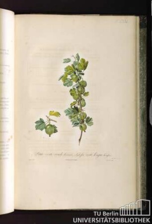 Pl. LXXI. 1. Petite-verte-ronde hérissée. 2. Grosse-verte-longue hérissée.