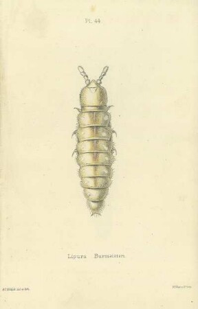 Plate XLIV. Lipura Burmeisteri.