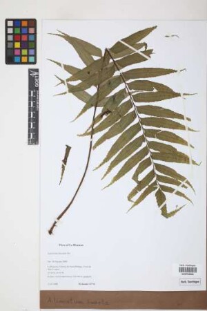 Asplenium lineatum Sw.