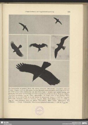 Fliegende Kolkrabe