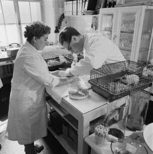 Reportage "Wohin mit dem Müll?". Impfstoff aus einer mit Tb-Bakterien versetzten Müllaufschwemmung wird an einer Laborratte getestet (sind die Bakterien abgestorben, gilt der Kompost als hygienisch einwandfrei)