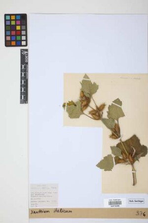 Xanthium italicum Moretti